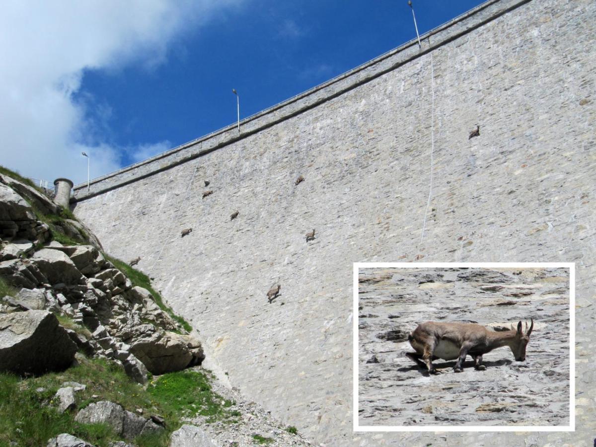 Villa Egle Antronapiana Dış mekan fotoğraf